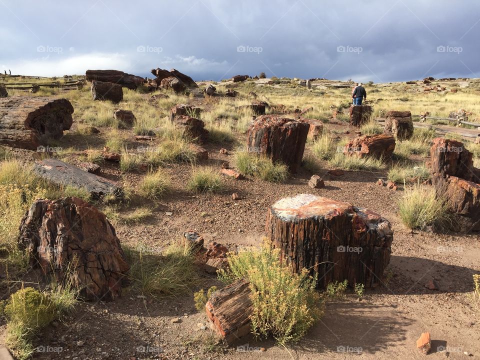 Silent forest. Petrified logs in Petrified Forest National Park