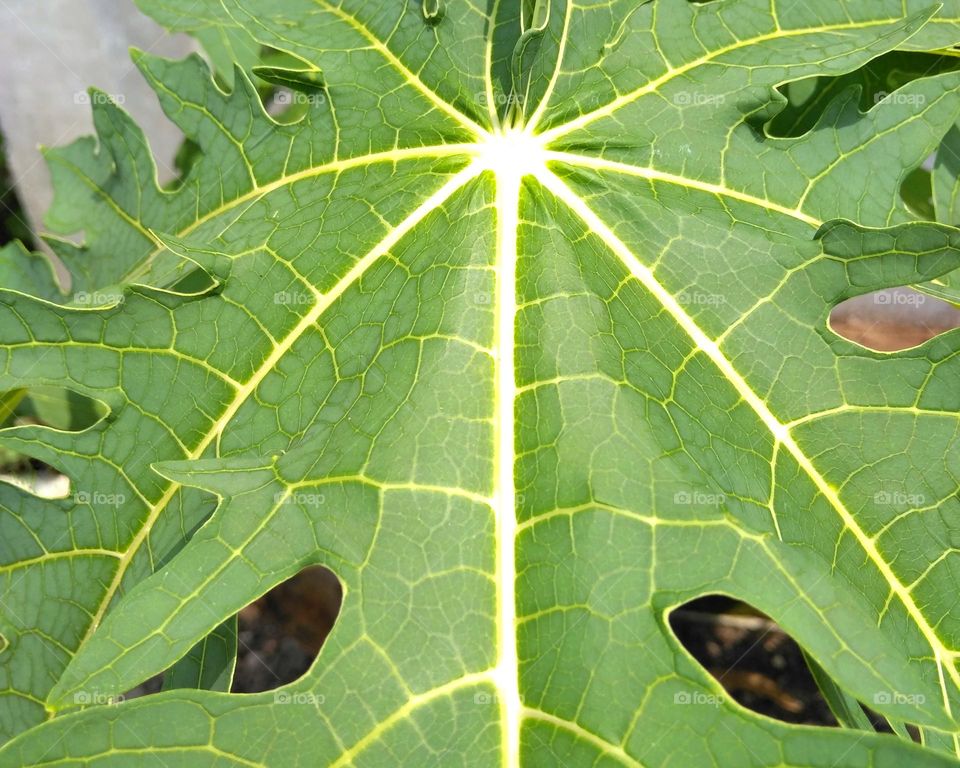 Papaya leaf on the garden