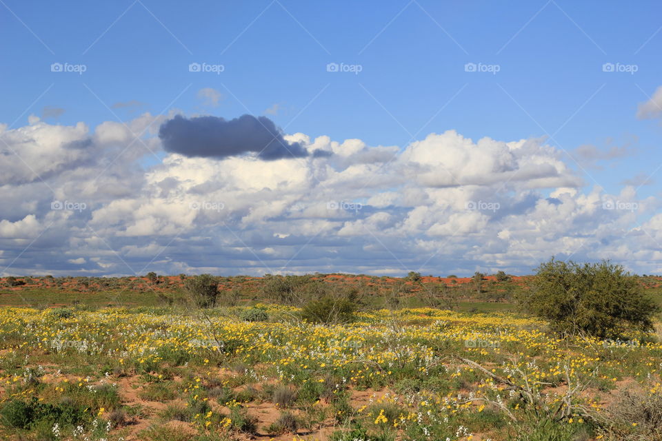 Landscape, Australia