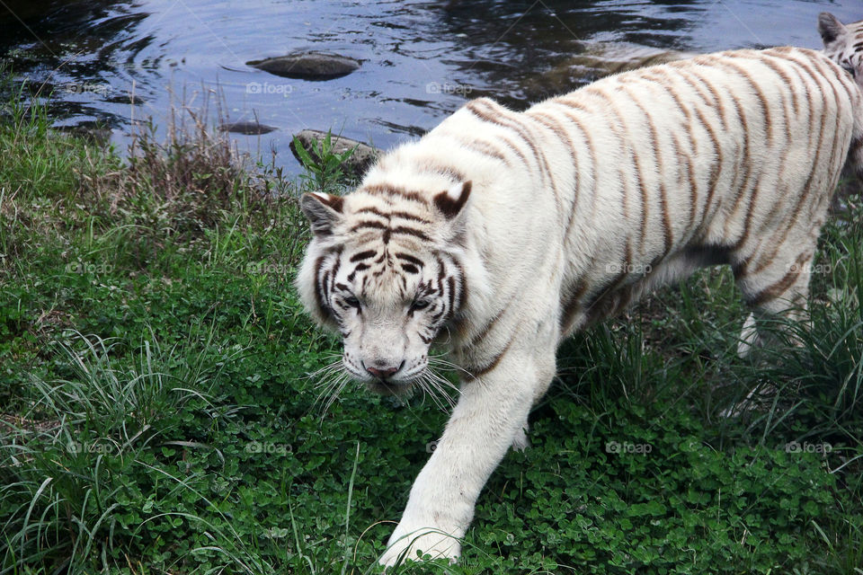 white tiger sneaking. A white tiger sneaking around in the wild animal zoo, china.