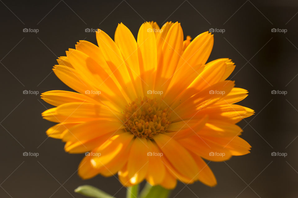 Marigold close up