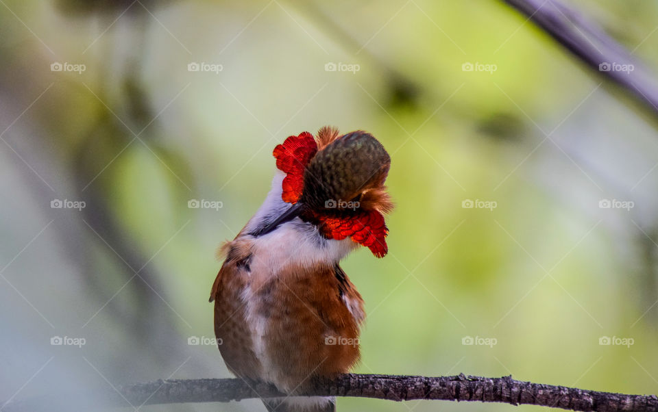 Orange-necked hummingbird 
