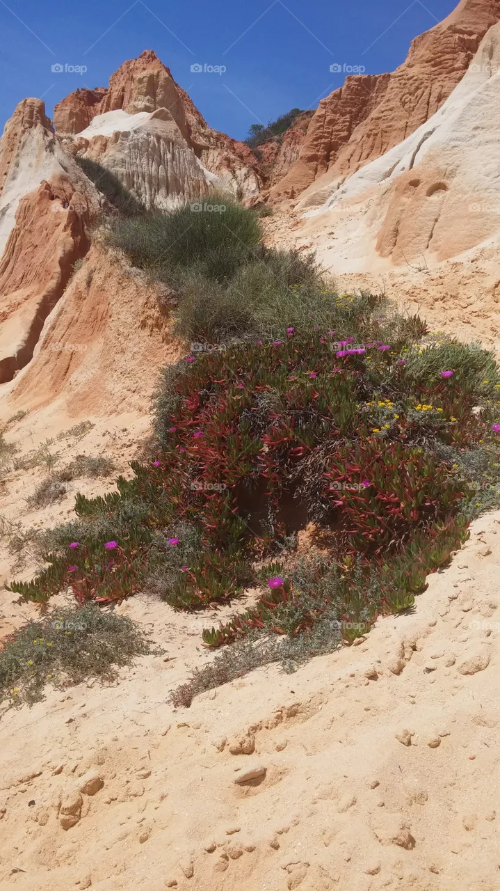 flowers on the rocks . rocks and flowers in Algarve Portugal 