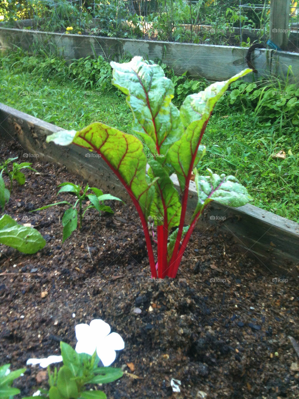 garden red organic chard by hurleyg1