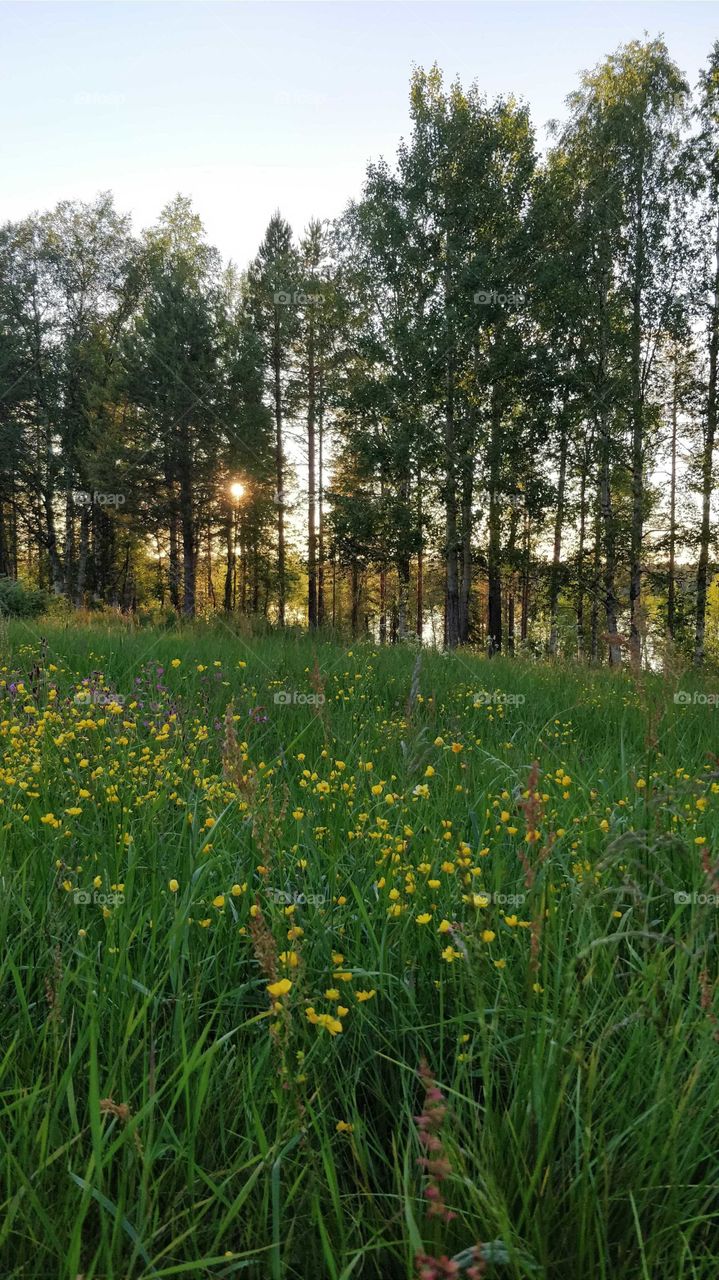 Midsummer in Finland