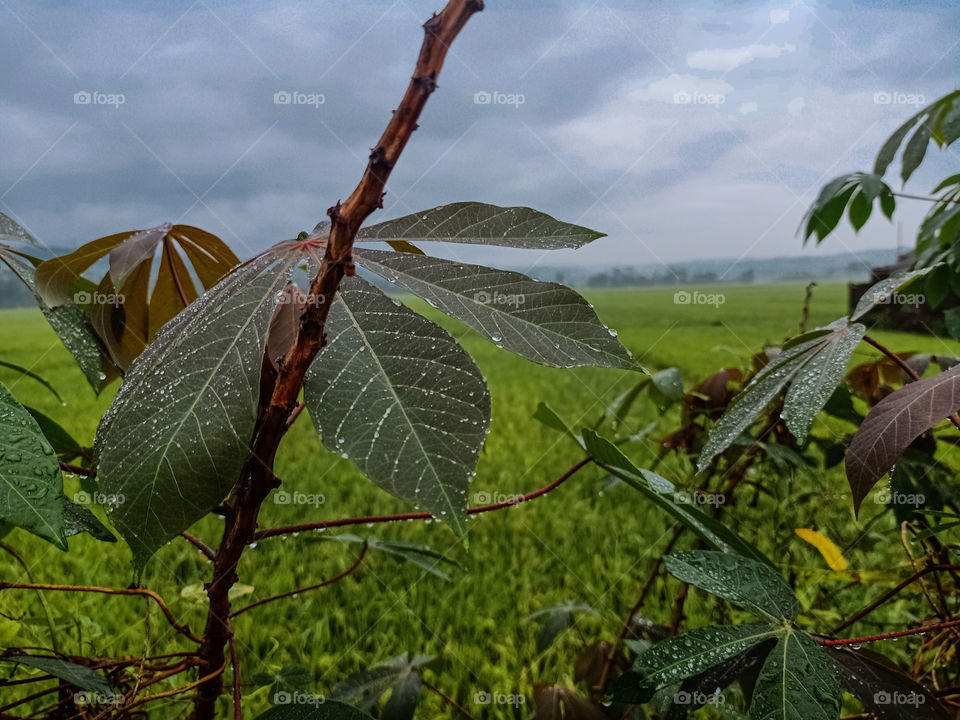 Cassava leaves