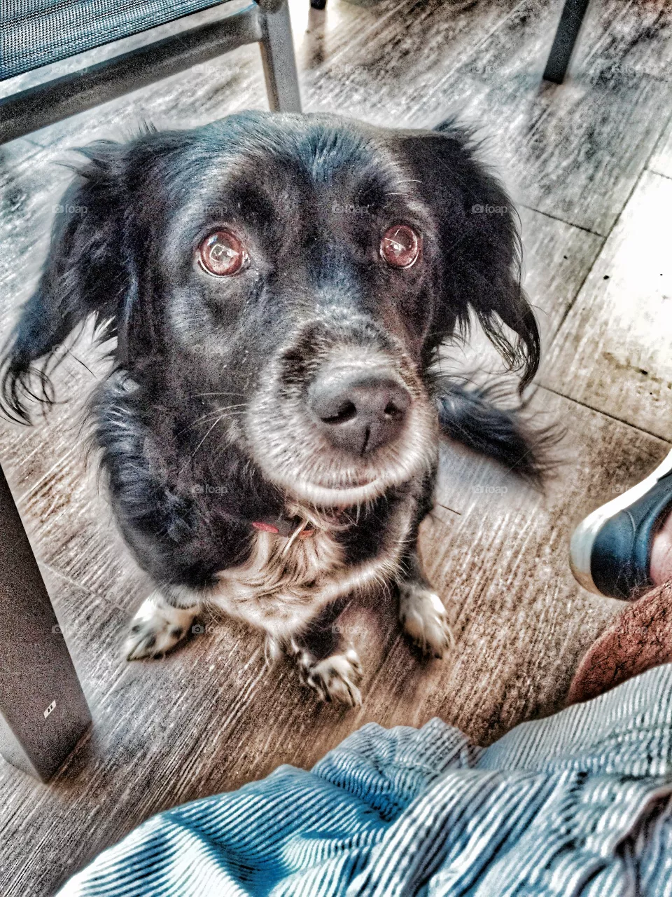 The dog 