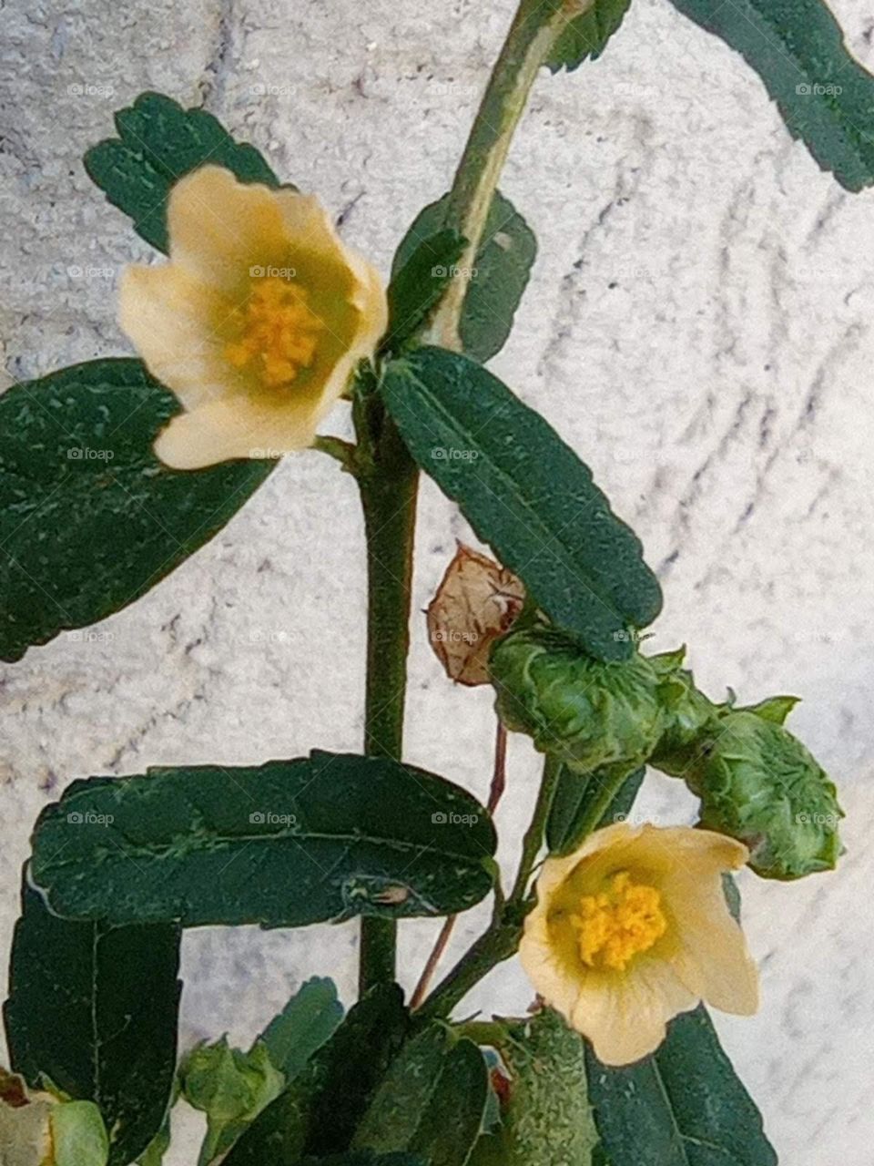 tiny yellow flowers / pequenas flores amarrilas