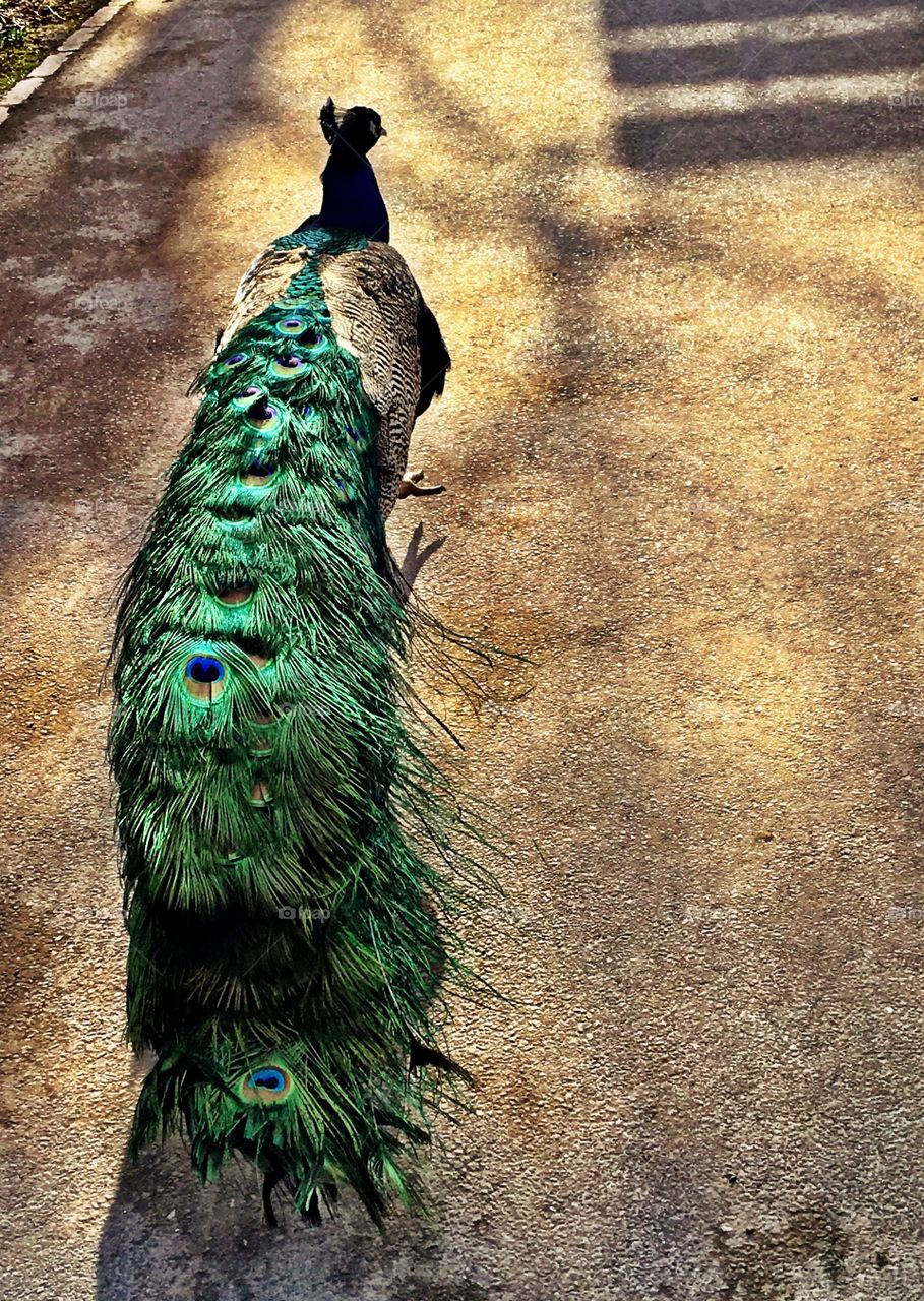 Peacock taking a stroll on a windy day. 