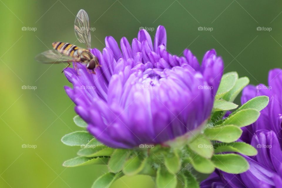 Bee pollinating on purple flower