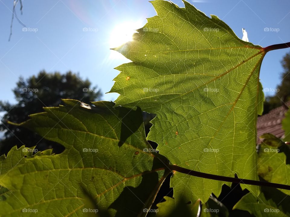 Herbst