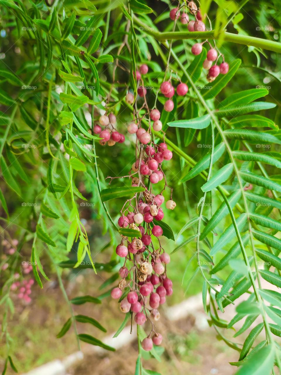 portrait of plant