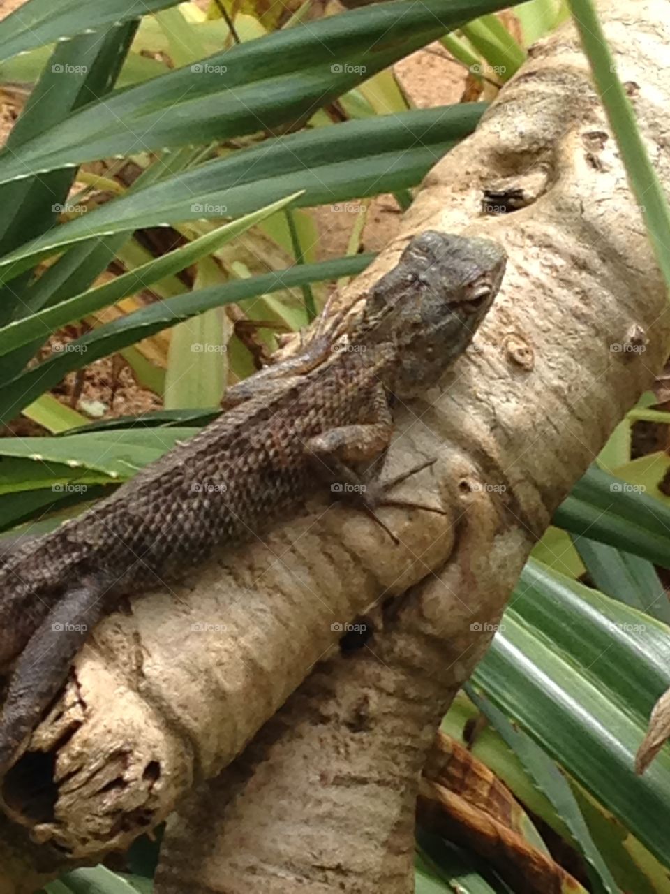 Basking Lizard 