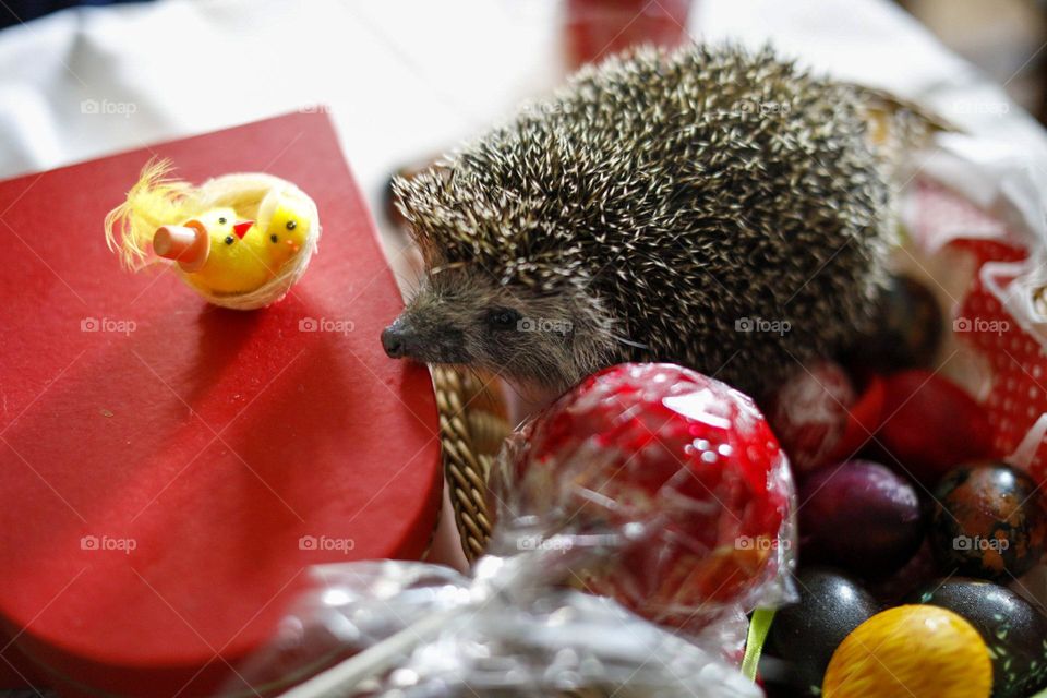 Easter hedgehog