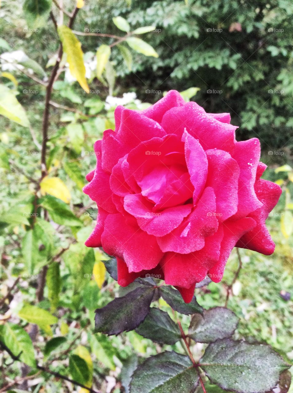 this is how i rose from the dirt, with beauty in my mind despite the thorns at my sides. 