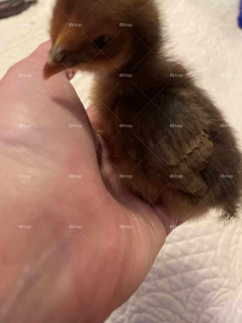 New 🐣