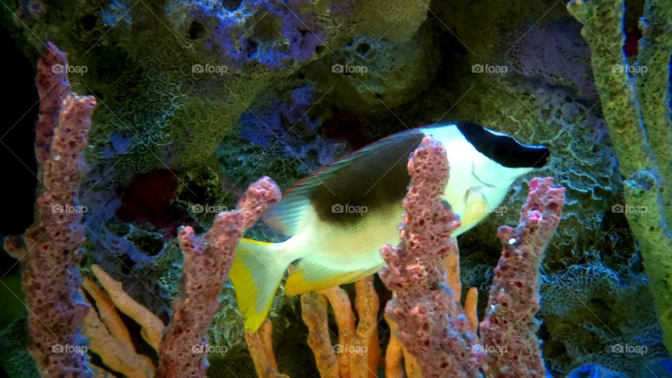 Foxface Lo (Siganus vulpinus)