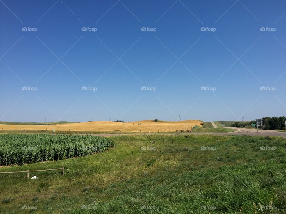 Landscape, No Person, Agriculture, Tree, Cropland