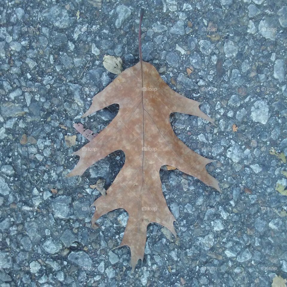 oak leaf on pavement