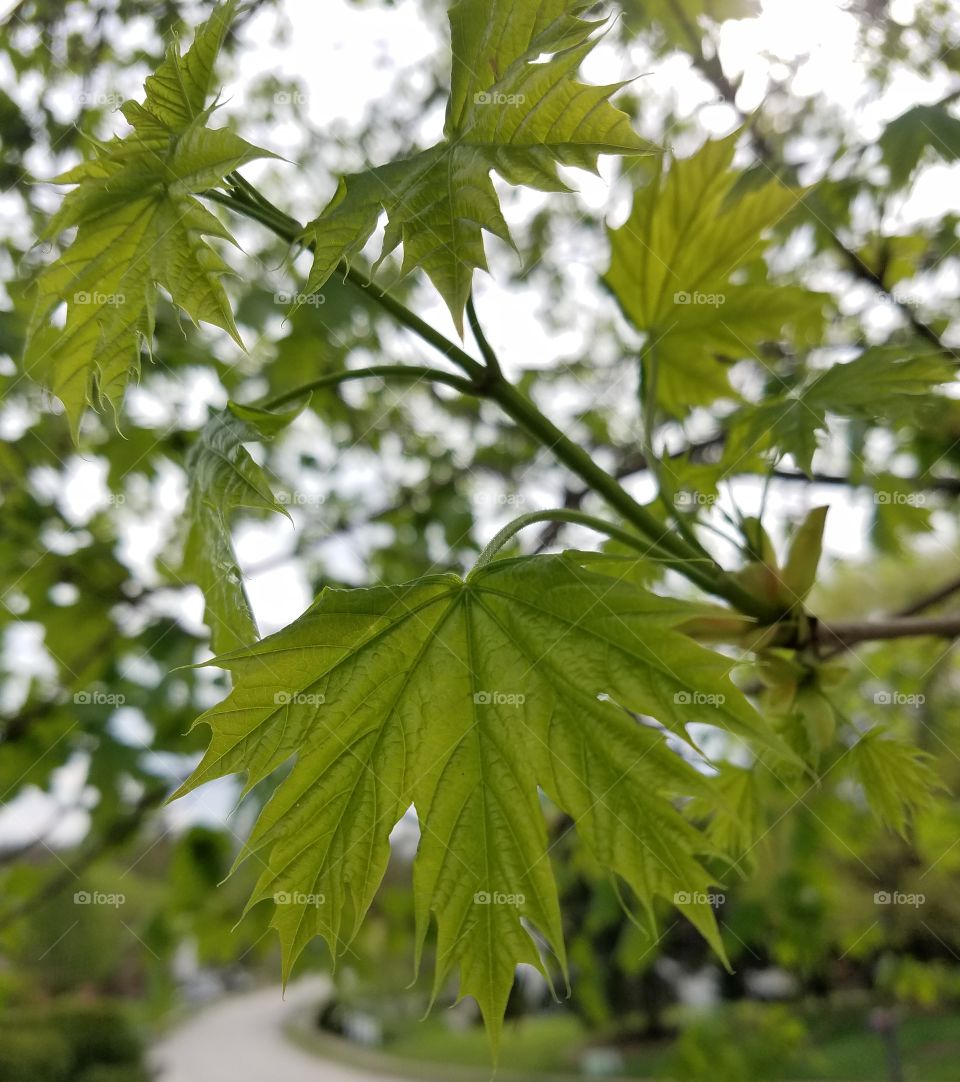 close-up of leaves on a tree