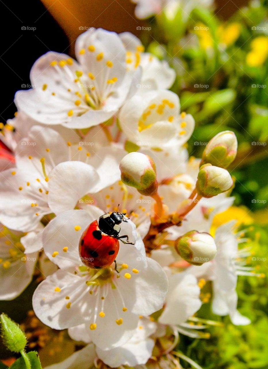 Ladybug