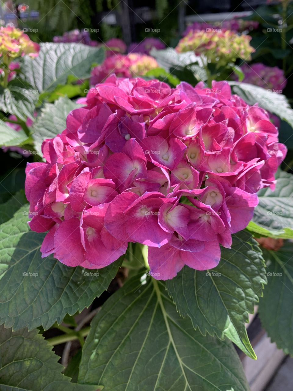 I love these - Hydrangeas are popular shrubs with colorful flowers that bloom through summer and into fall. They usually bloom in shades of blue, purple, and pink