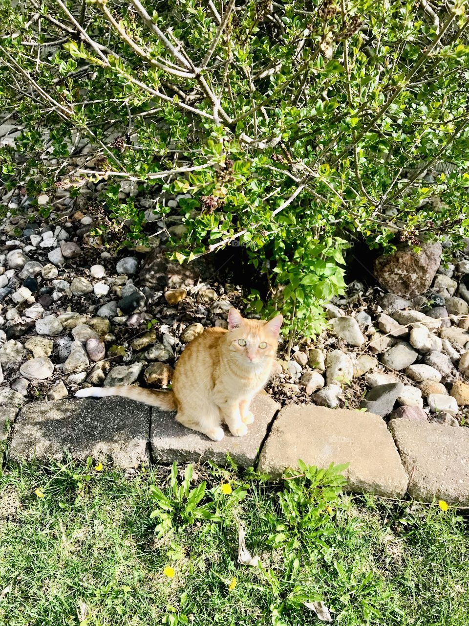 Beautiful orange tabby cat sitting by tree while on long nature walk in morning. 