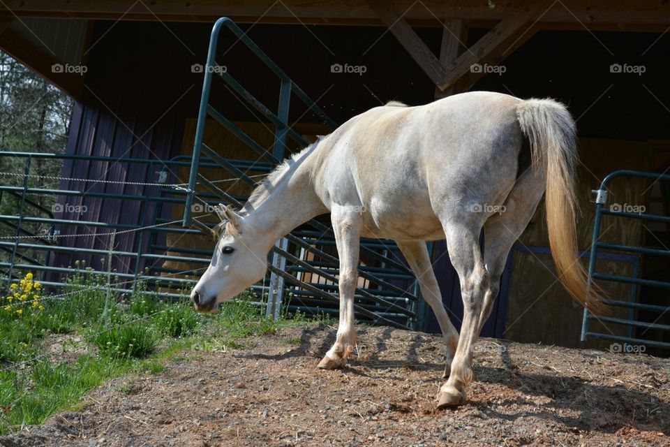 beautiful horse