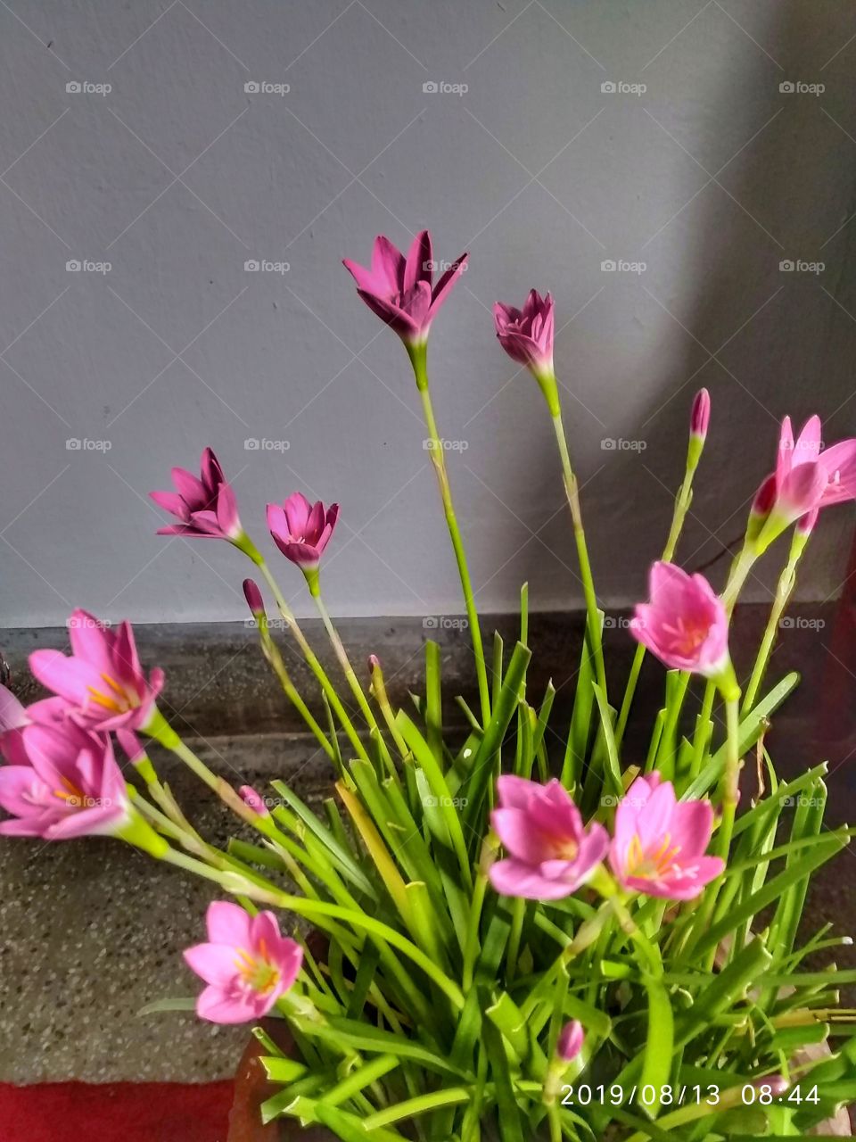 Title- Pink Delight
Description- Pink grass flowers captured in the morning.