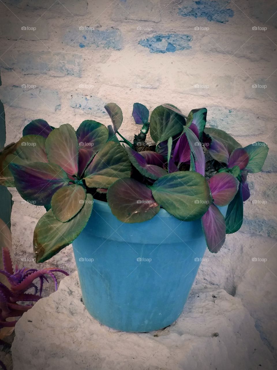 rustic potted plant
