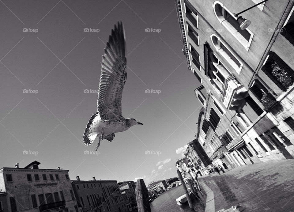 The Dove of Venice