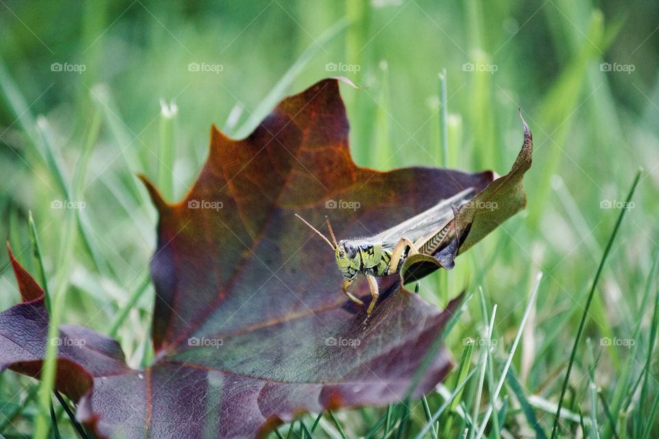 Fall grasshopper 