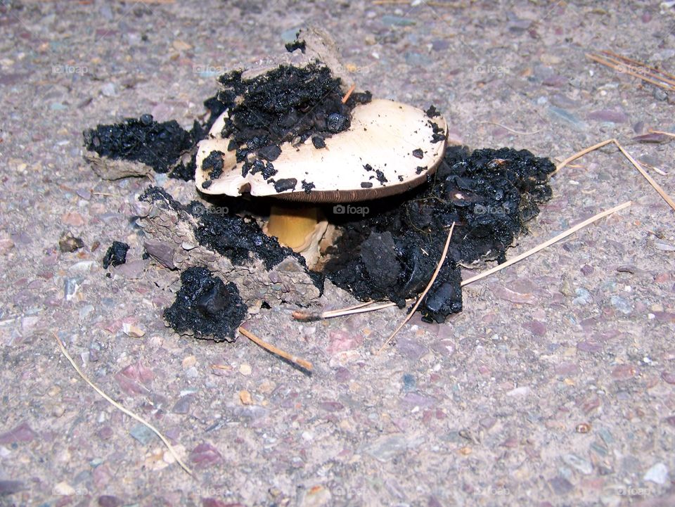 Mushroom growing up through the asphalt.