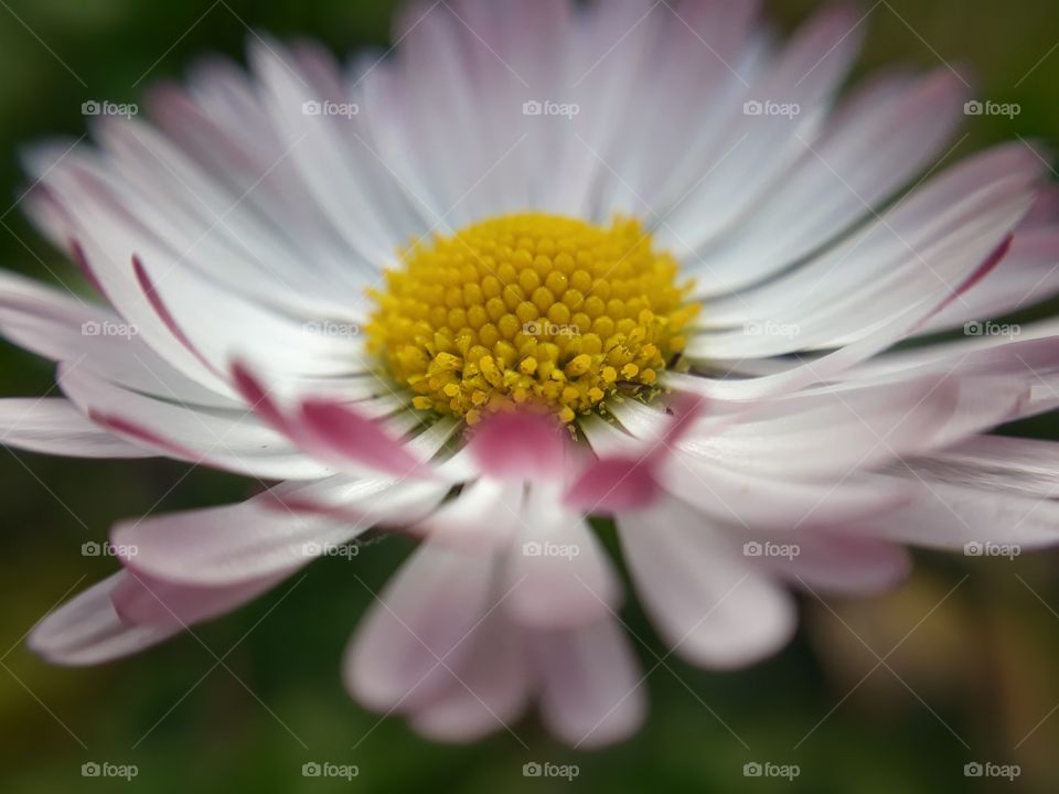Daisy flower in the spring garden macro view