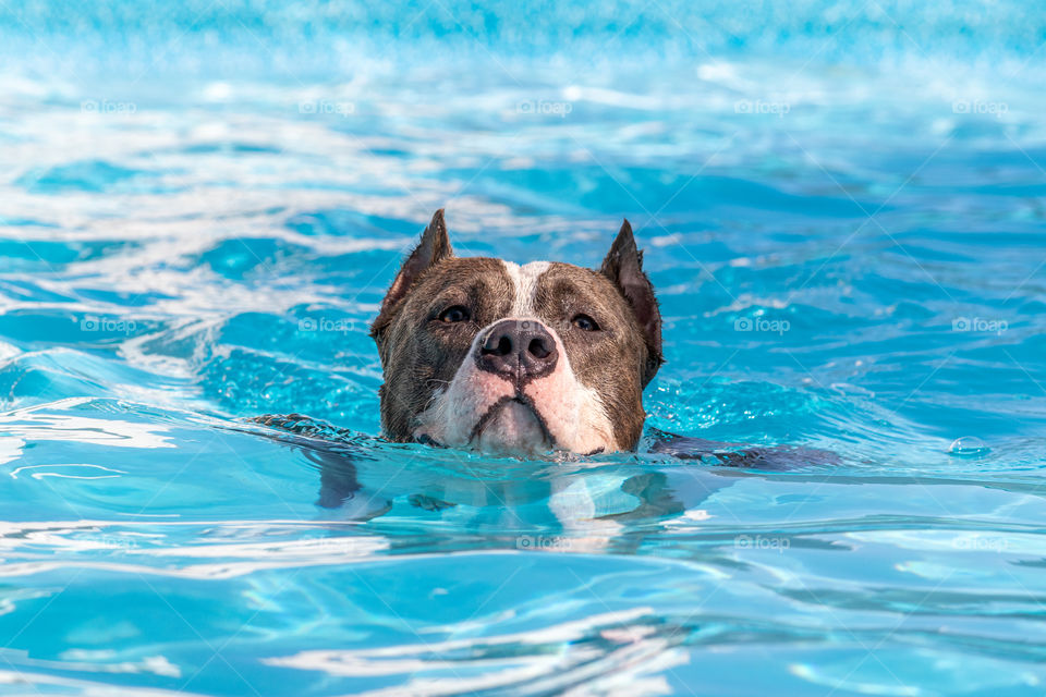 Dog swimming in the pool, natural instinct