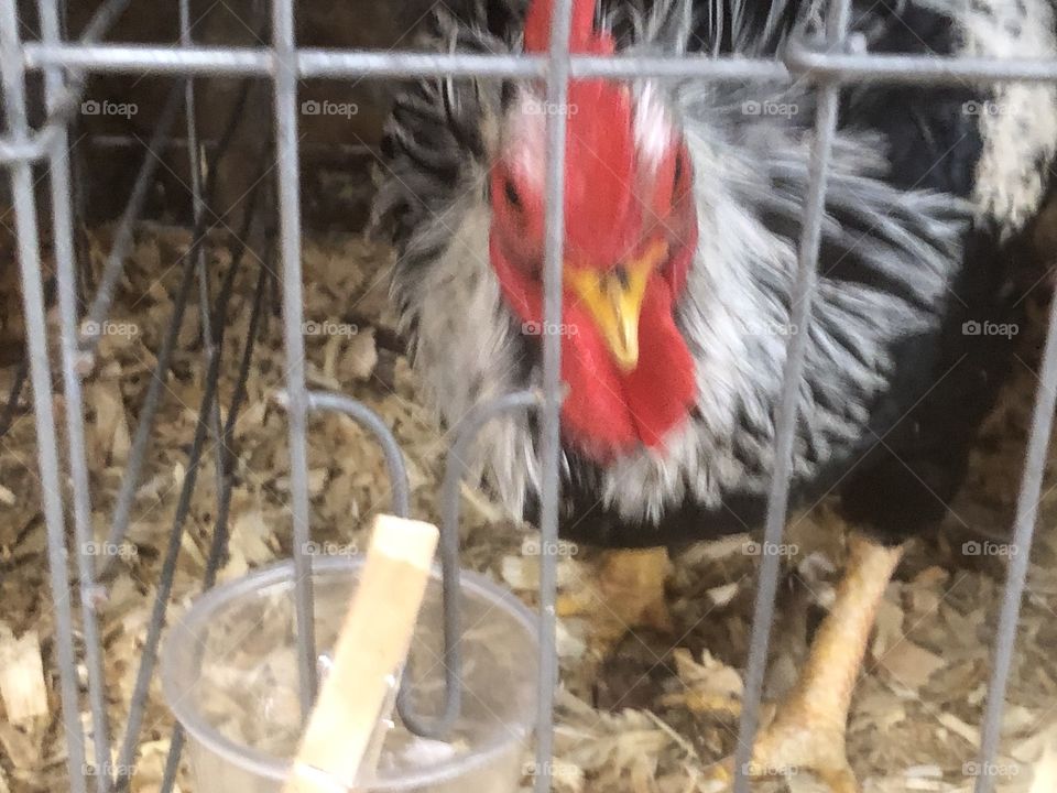Rooster in cage