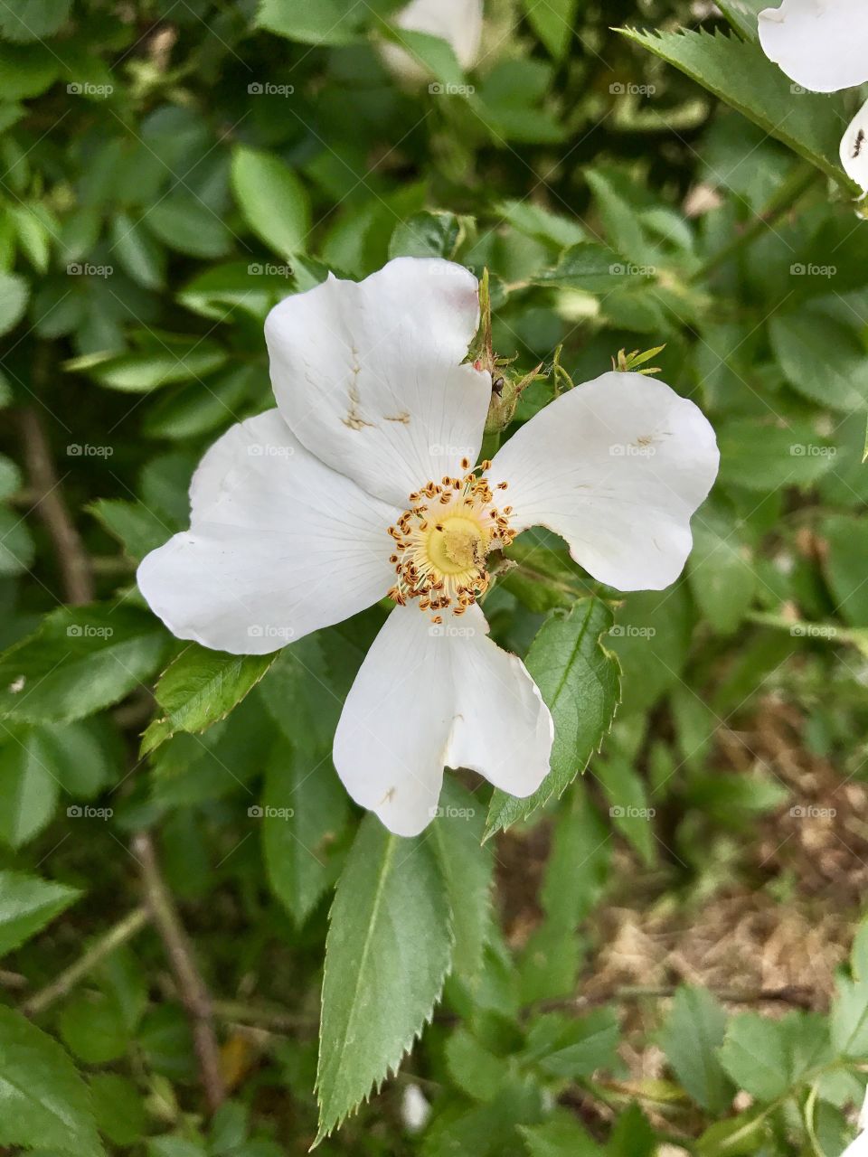 White flower damaged 