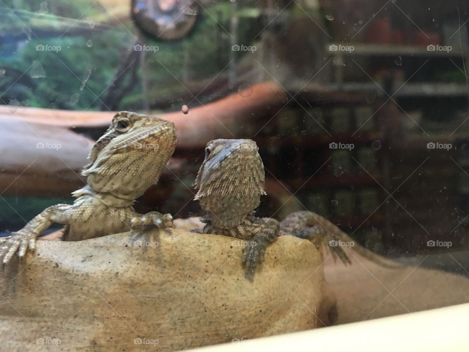 Cutest Pet in the World