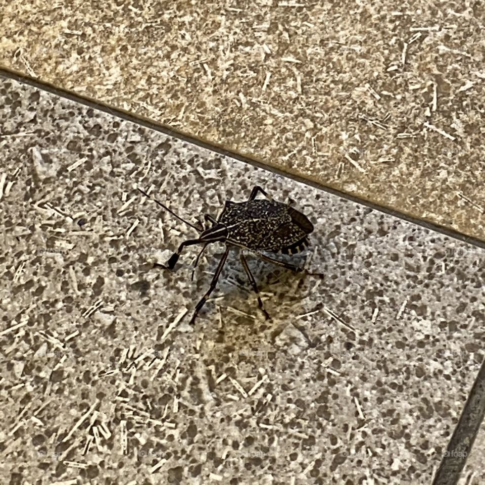 insect in city