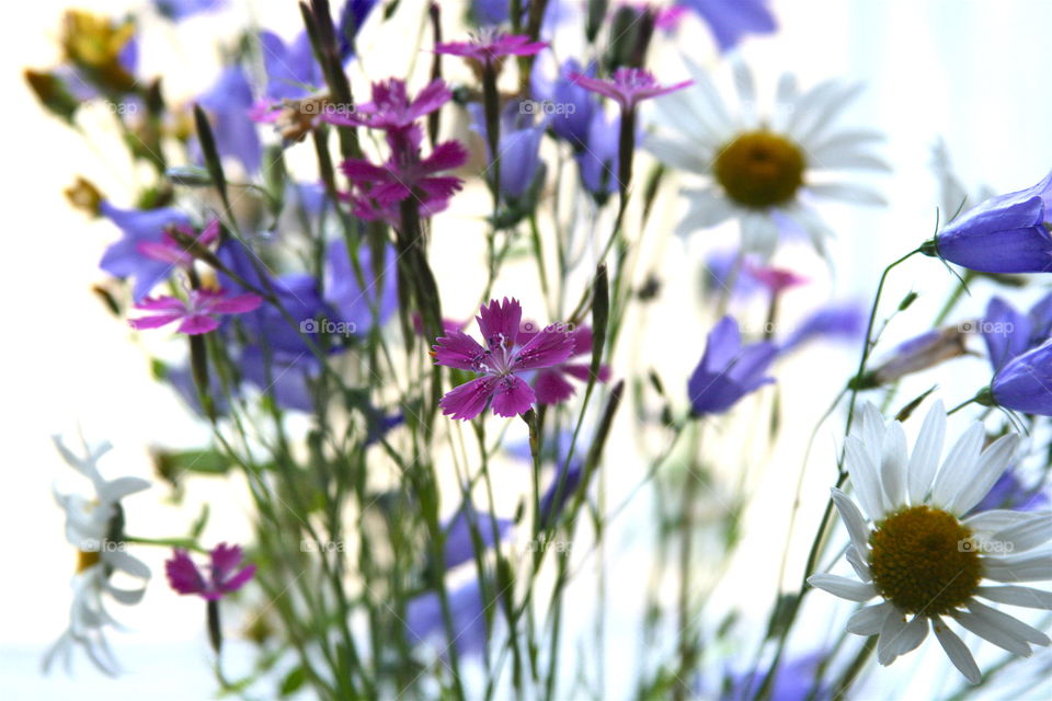 Wild Flowers 