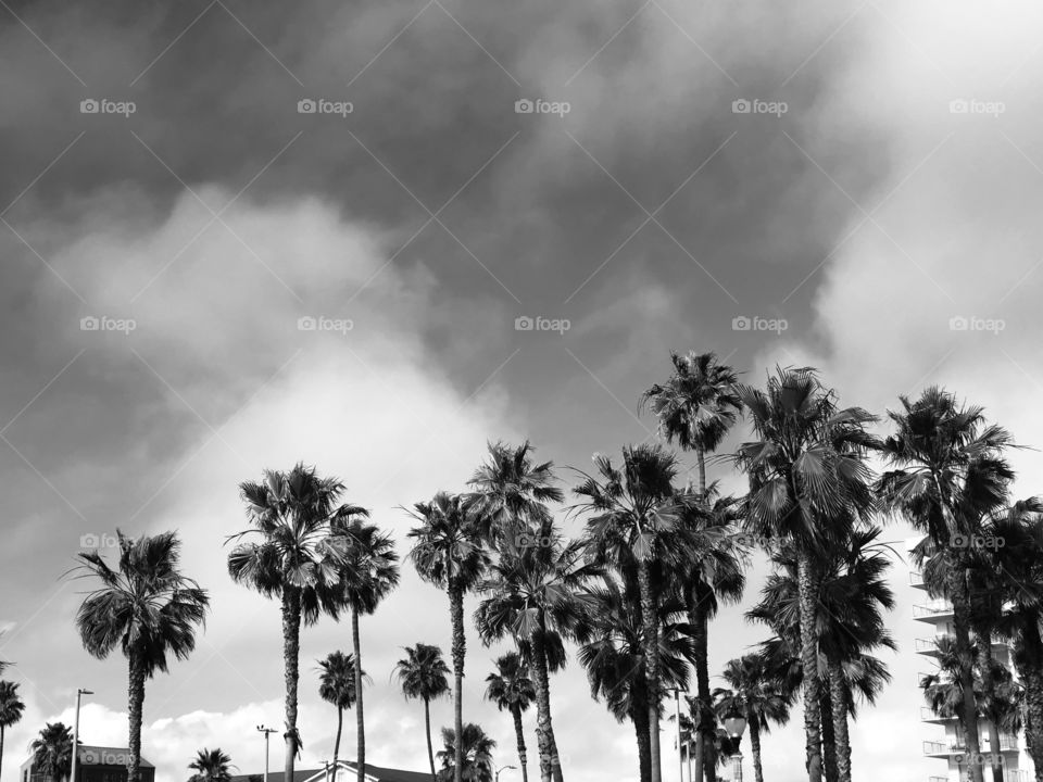 Palm trees in the breeze