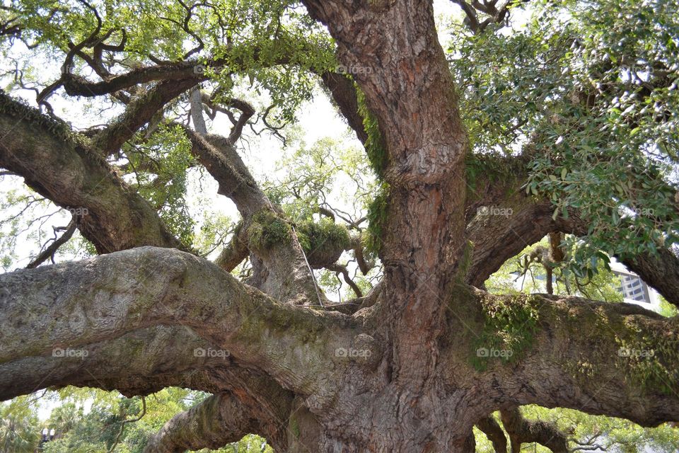 A very thick cluster of gigantic tree branches with green leaves 
