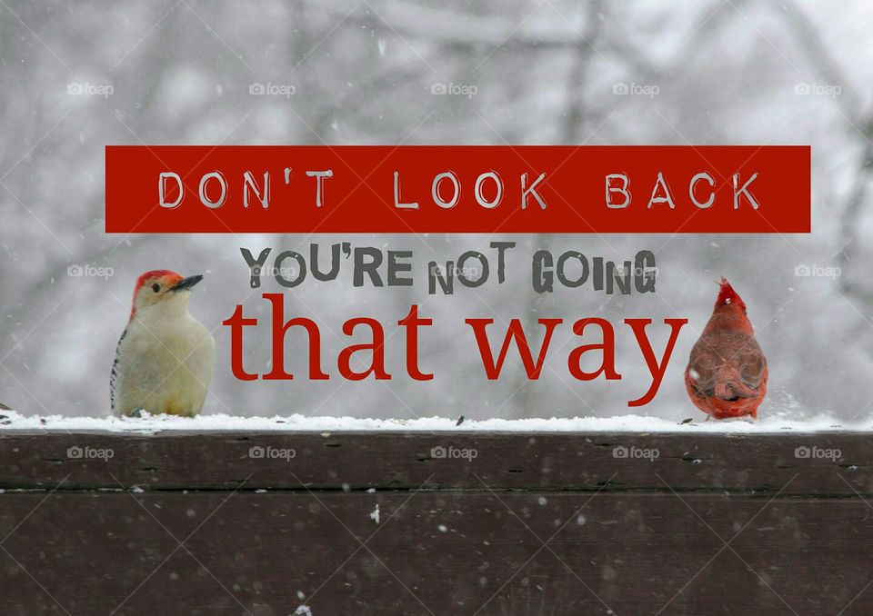 Don't Look Back