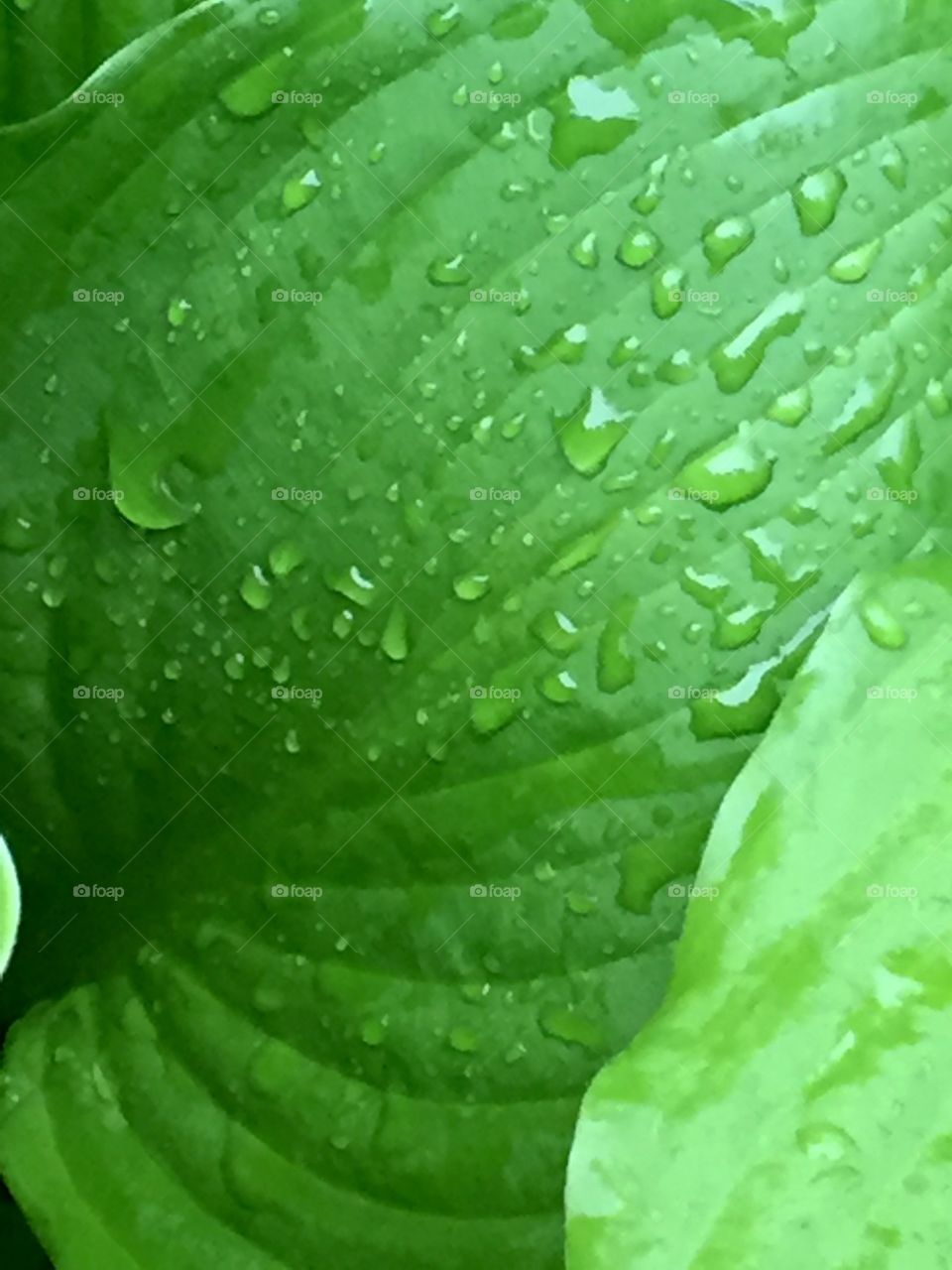 Macro water droplets 