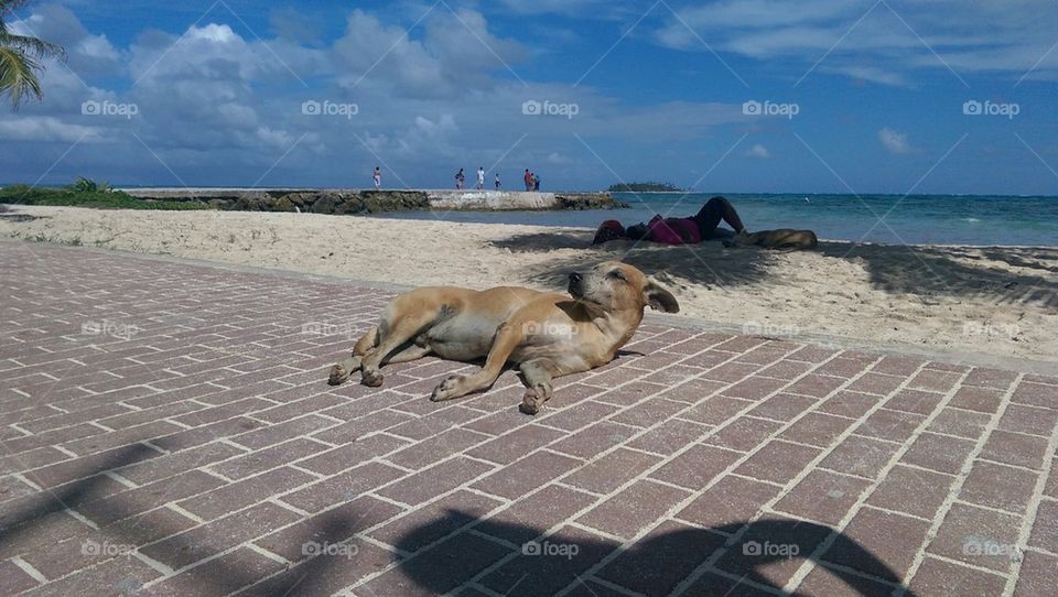 beachdog