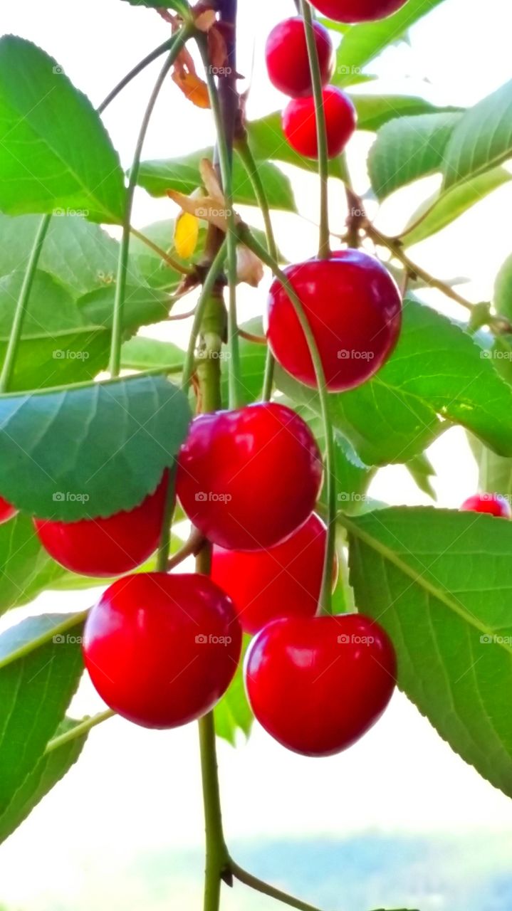 cranberries on the tree