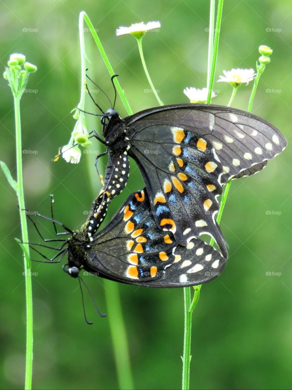 two swallowtails