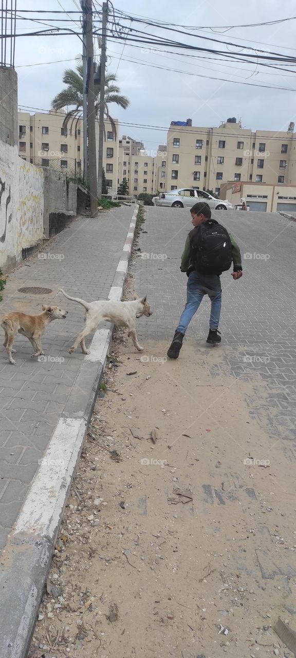 Cute street dogs playing with the boy