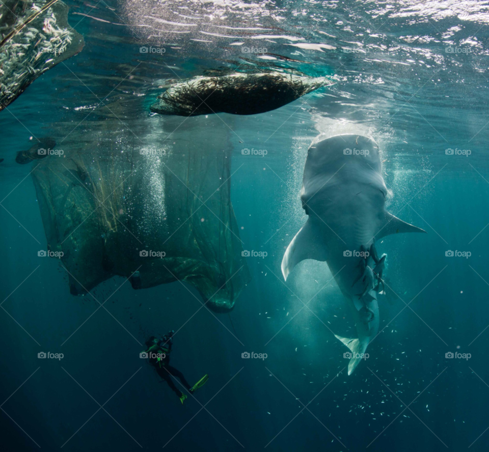 fishing underwater indonesia nets by paulcowell