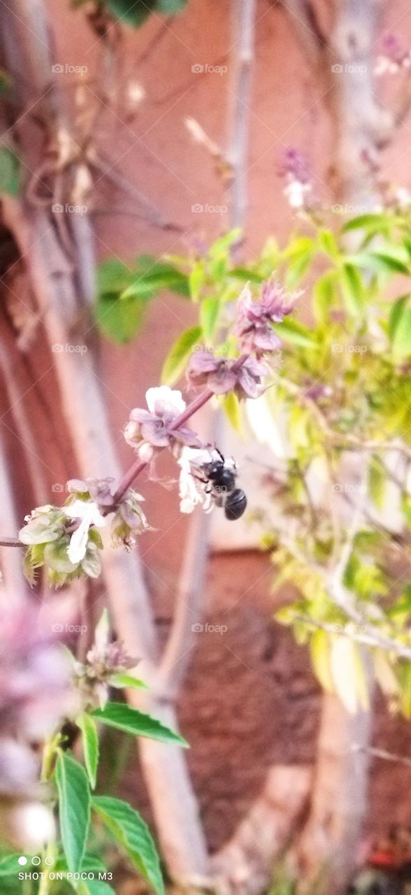 beautiful bee on flower